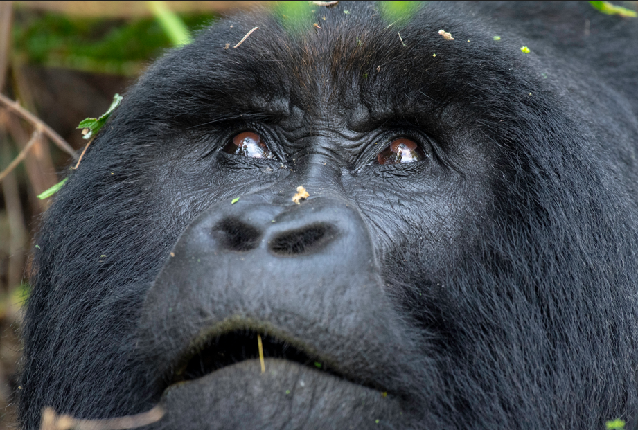Gorilla tours in Volcanoes National Park