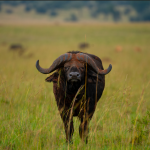 How Does the Wet Season Affect Animals in the Wilderness