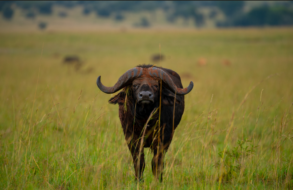 How Does the Wet Season Affect Animals in the Wilderness