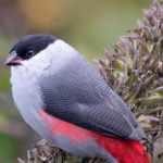 Is Birding in Volcanoes National Park Worth it.