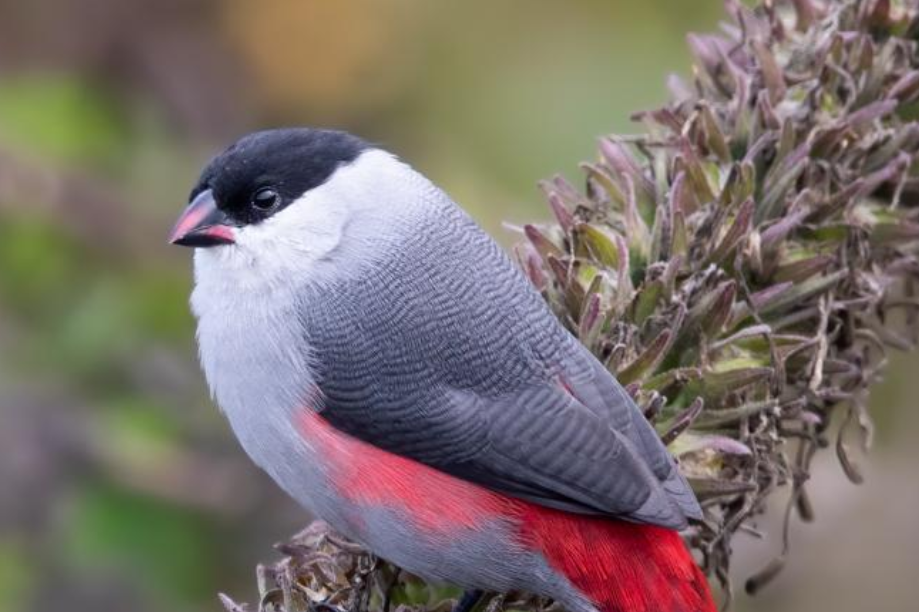 Is Birding in Volcanoes National Park Worth it.