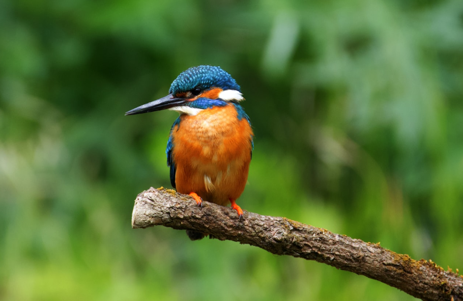 List of Bird Species in Kibale Forest National Park.