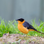 List of Bird Species in Volcanoes National Park.