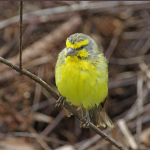 List of birds in Volcanoes National Park