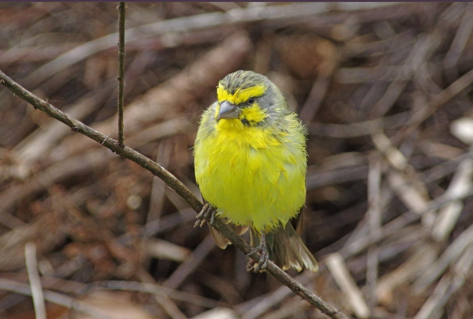 List of birds in Volcanoes National Park