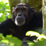 Low Season Chimpanzee Trekking Permits in Uganda