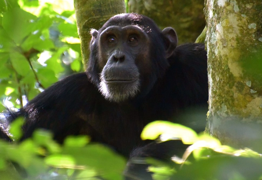 Low Season Chimpanzee Trekking Permits in Uganda