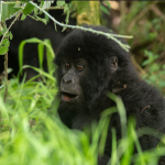 Luxury Gorilla Safaris in Volcanoes National Park.