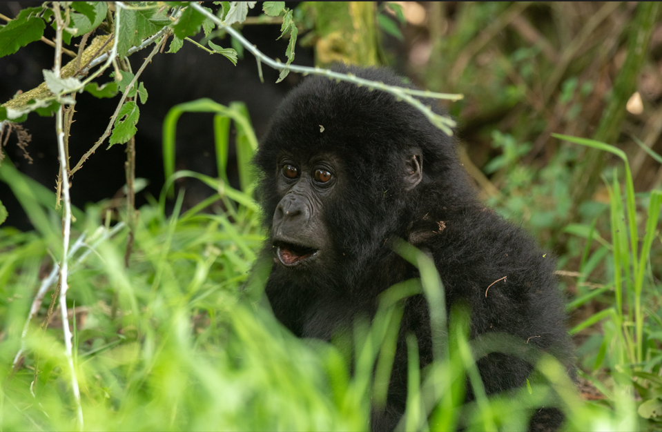 Luxury Gorilla Safaris in Volcanoes National Park.