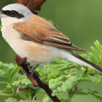 Major Bird Species in Kibale National Park.
