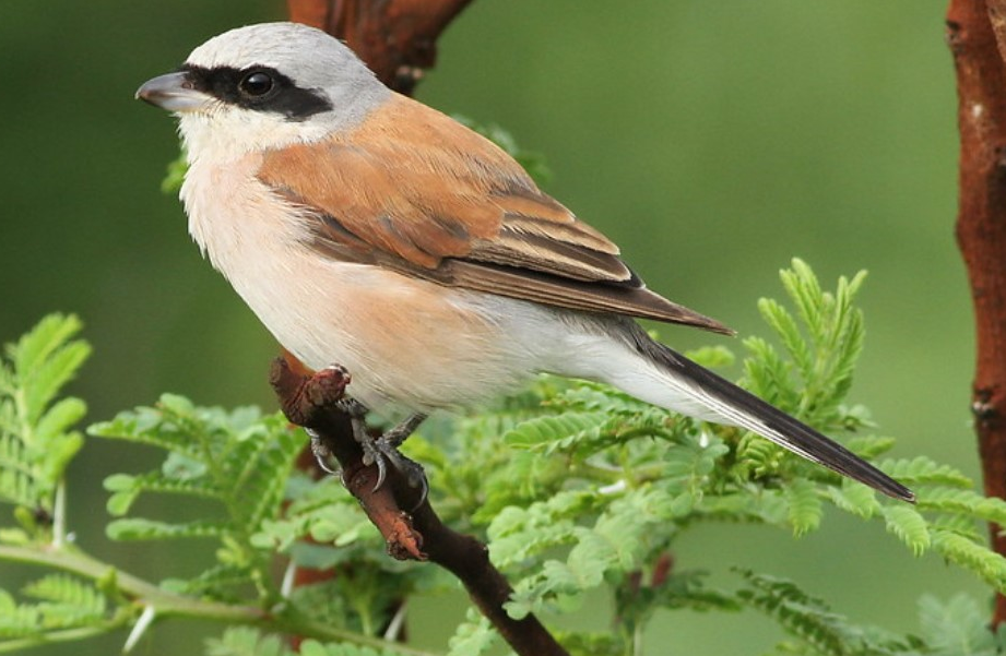 Major Bird Species in Kibale National Park.
