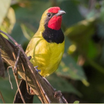 Major Bird Species to See in Volcanoes National Park.