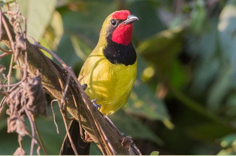 Major Bird Species to See in Volcanoes National Park.