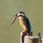 Major Birds in Volcanoes National Park.