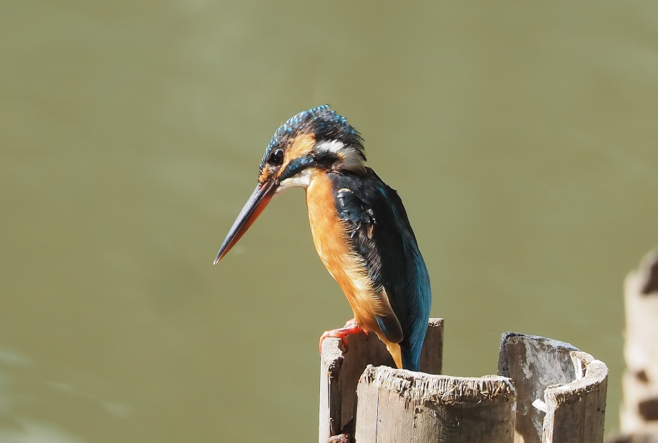 Major Birds in Volcanoes National Park.