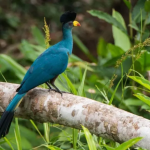 Major Birds to See in Kibale Forest National Park.