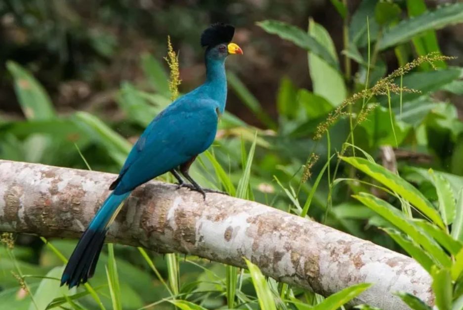 Major Birds to See in Kibale Forest National Park.
