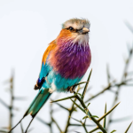 Major Birds to See in Volcanoes National Park.