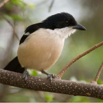 Most Sought-After Bird Species in Kibale National Park.