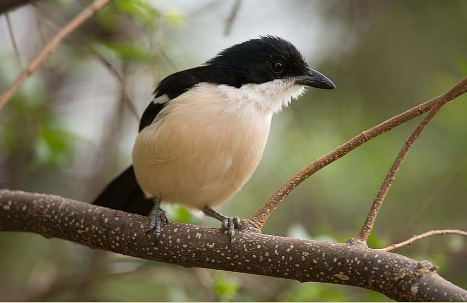 Most Sought-After Bird Species in Kibale National Park.