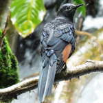 Most Sought- After Bird Species in Volcanoes National Park.