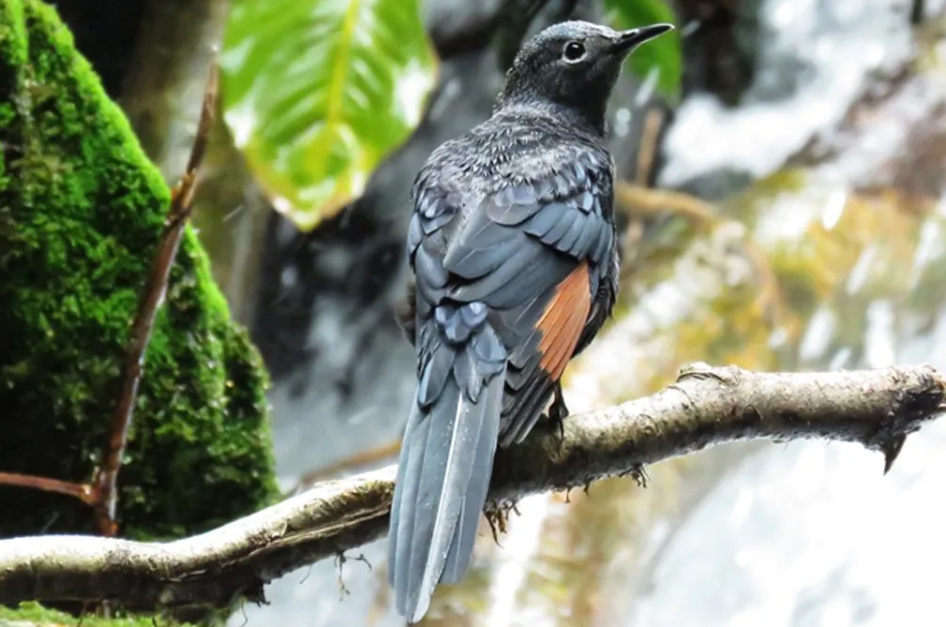 Most Sought- After Bird Species in Volcanoes National Park.