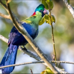 Most Sought-After Birds in Kibale National Park.