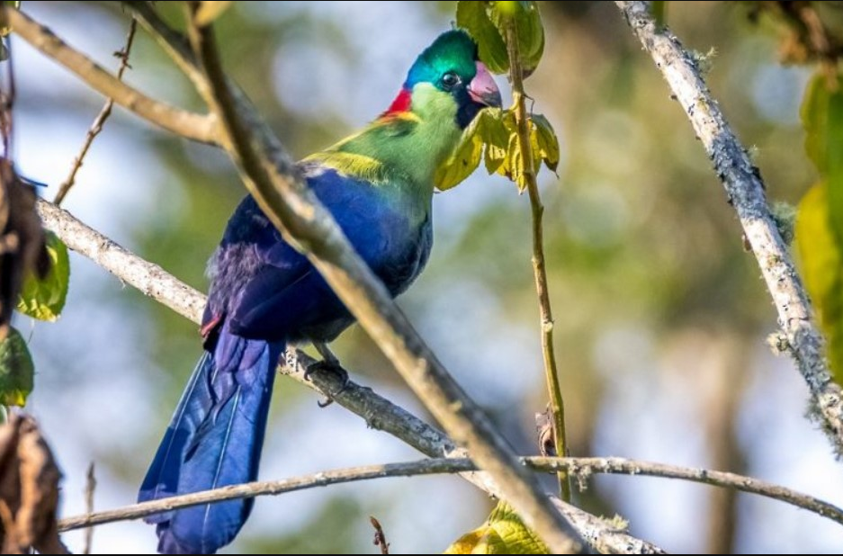 Most Sought-After Birds in Kibale National Park.