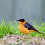 Most Sought-After Birds in Volcanoes National Park.