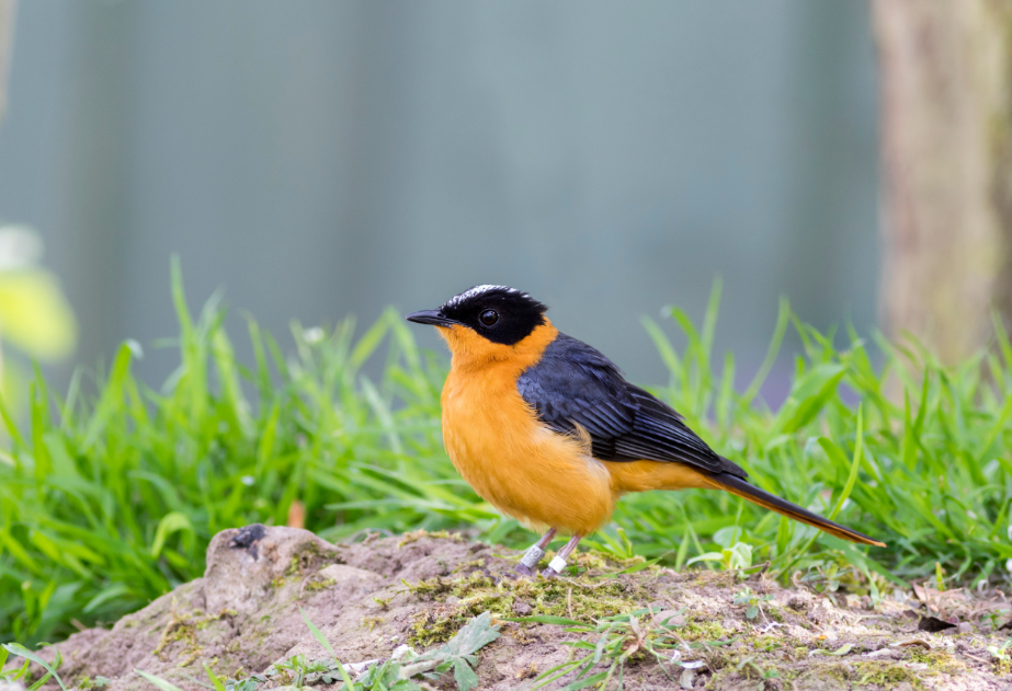 Most Sought-After Birds in Volcanoes National Park.