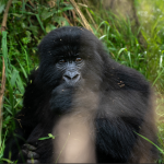 Mountain Gorilla Trekking in Rwanda.