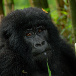 Mountain Gorilla Trekking in Volcanoes National Park.