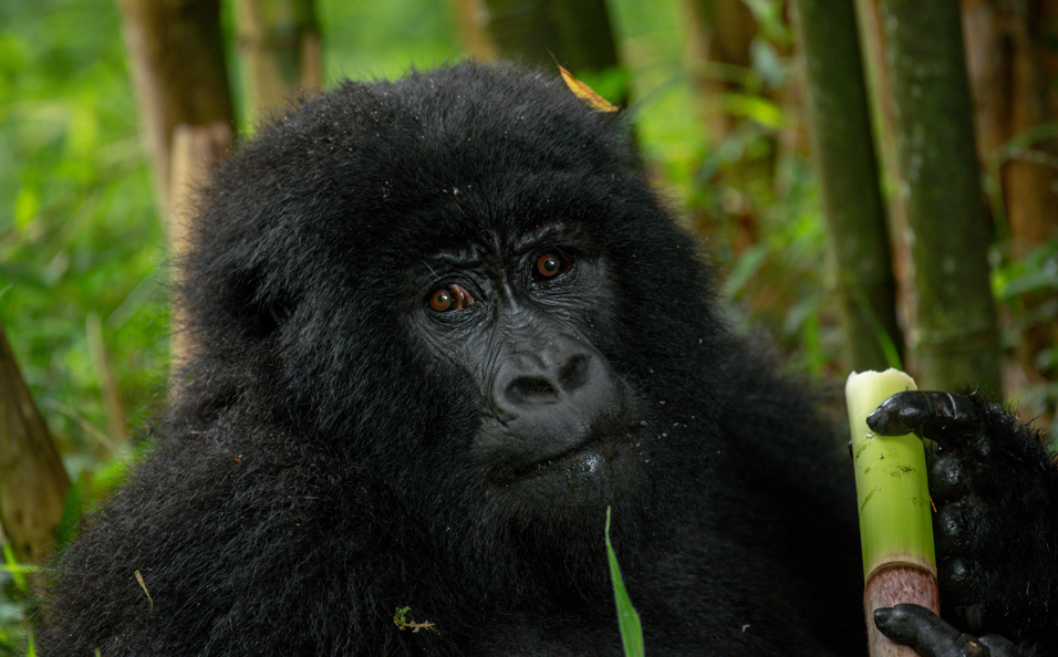 Mountain Gorilla Trekking in Volcanoes National Park.