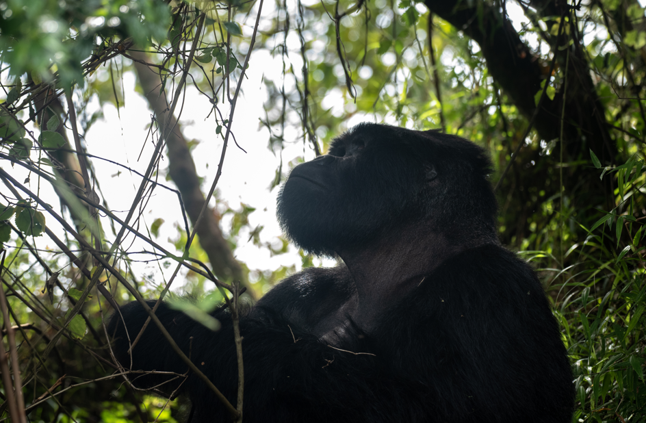 Reasons to Visit Volcanoes National Park.
