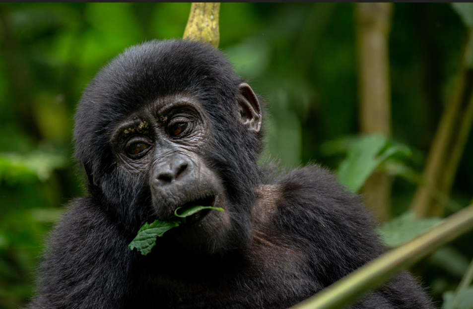 Rwanda Gorilla Trekking.