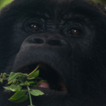 Safari Activities in Volcanoes National Park.