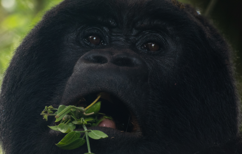 Safari Activities in Volcanoes National Park.