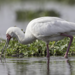 The African Spoonbill