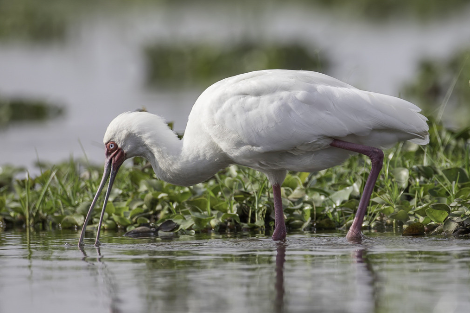 The African Spoonbill