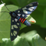 The Heady Maiden (Amata cerbera)