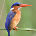 The Malachite Kingfisher
