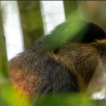 Top Activities to do in Volcanoes National Park.