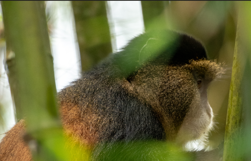 Top Activities to do in Volcanoes National Park.