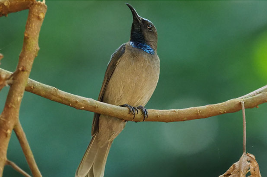 Top Birds to Encounter in Volcanoes National Park