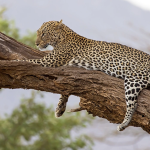 Top Destinations to Visit in East Africa