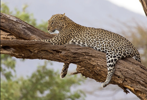 Top Destinations to Visit in East Africa