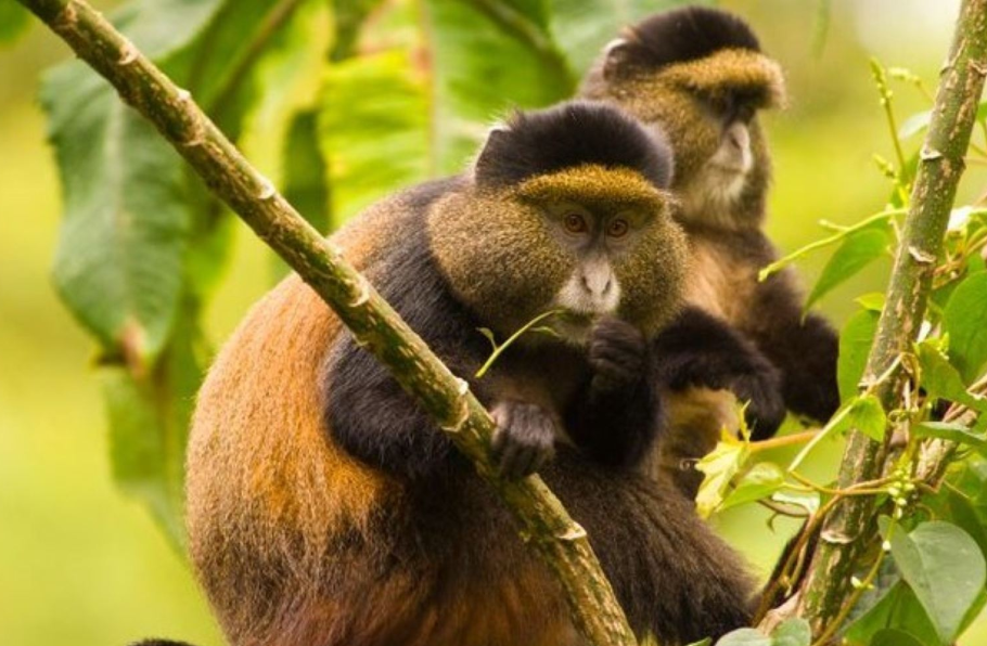 Tourist Activities in Volcanoes National Park.
