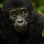 Uganda Gorilla and Chimpanzee Trekking Safari