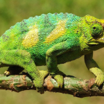 Uganda's Three Horned Chameleon