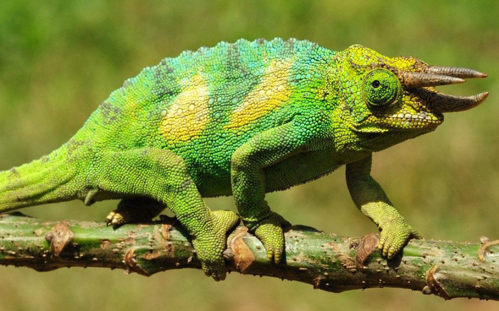 Uganda's Three Horned Chameleon